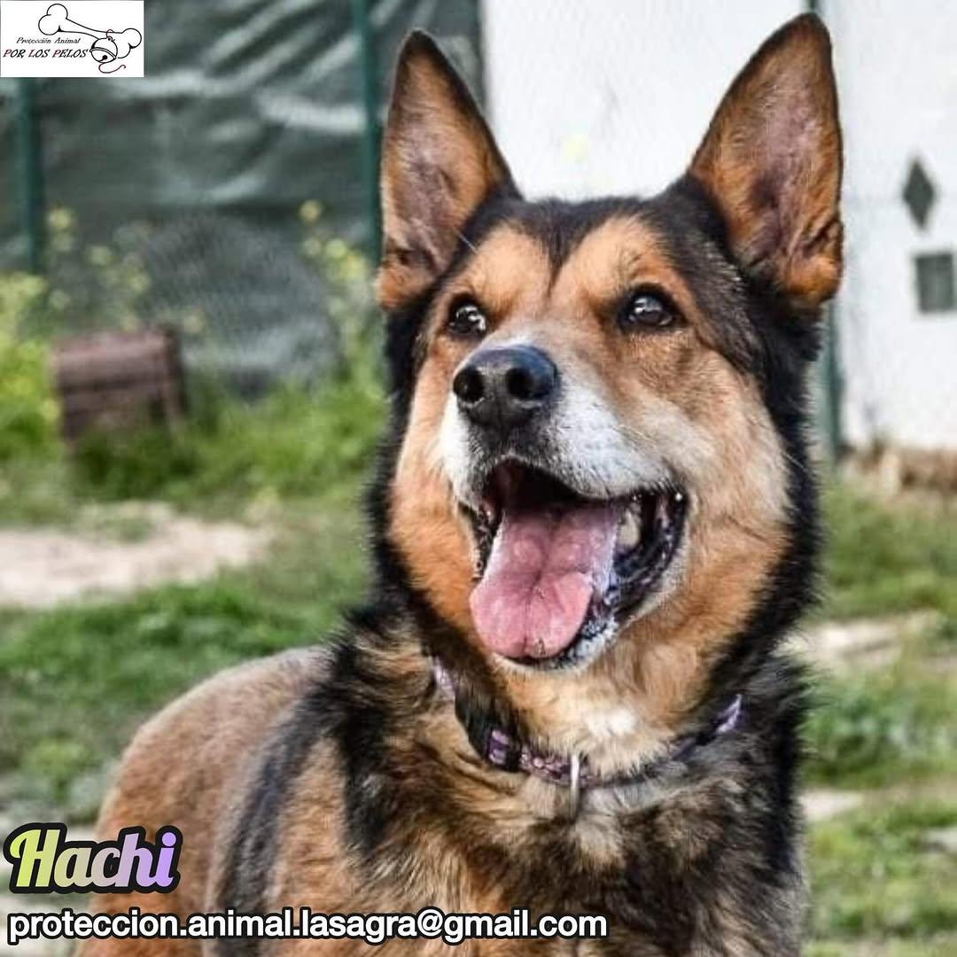 Hachi (2/10)