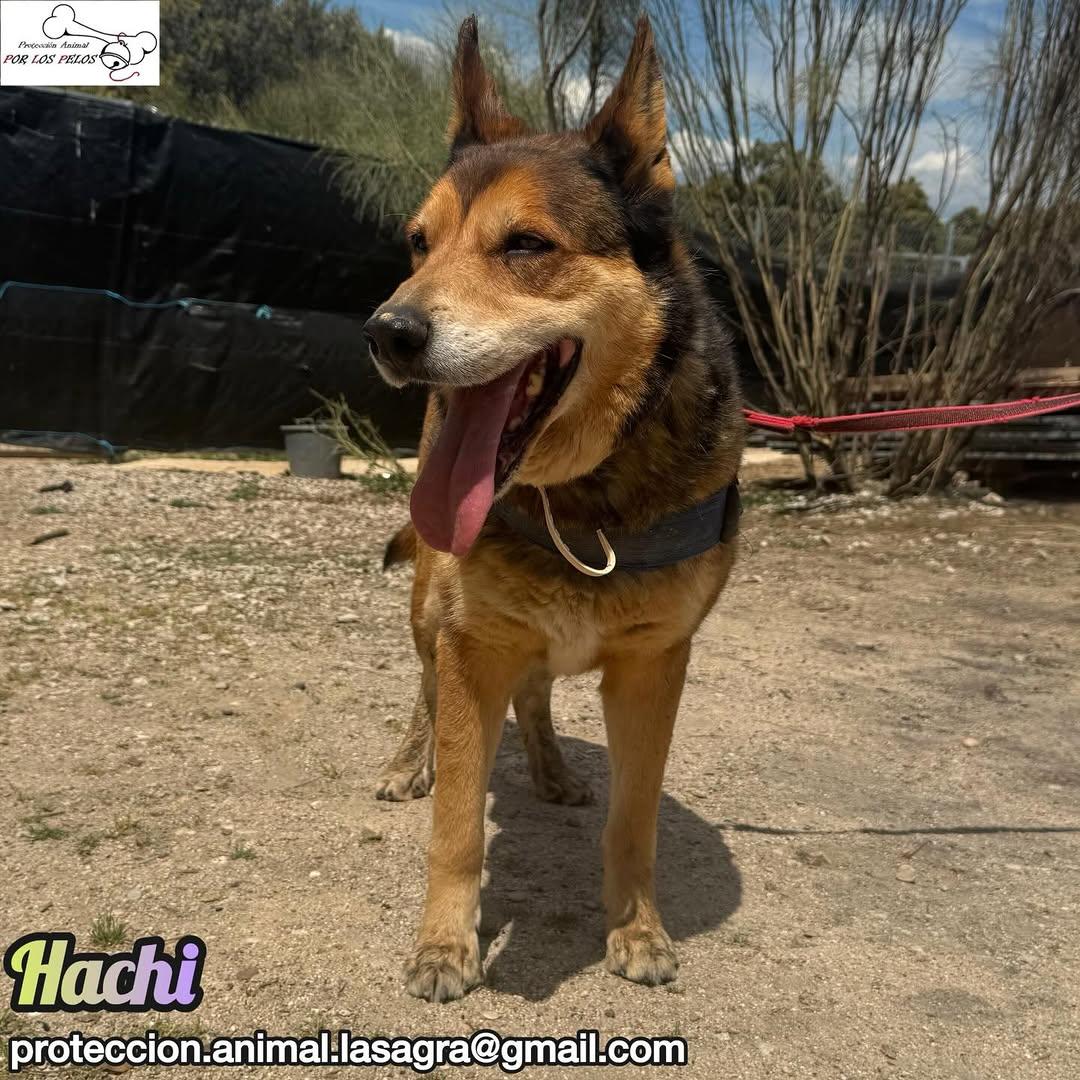 Hachi (3/10)