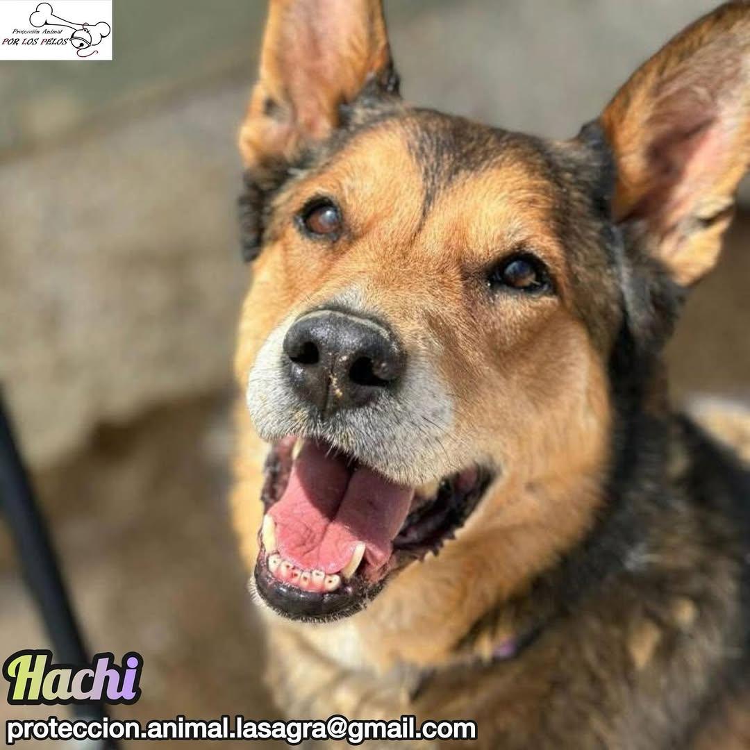 Hachi (4/10)