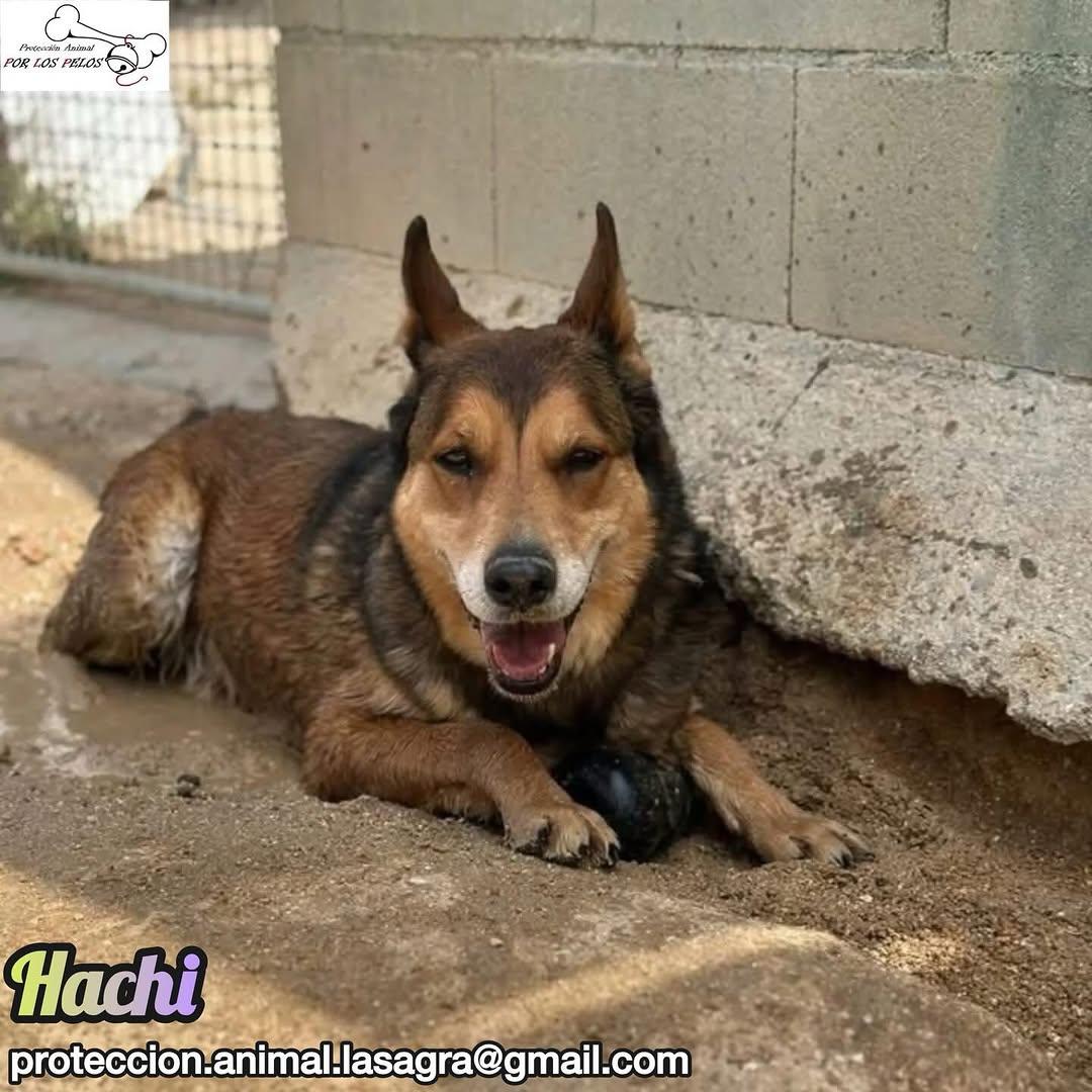 Hachi (5/10)