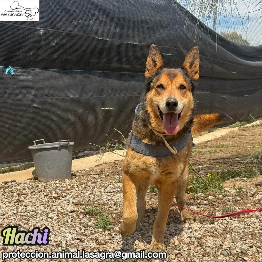 Hachi (6/10)