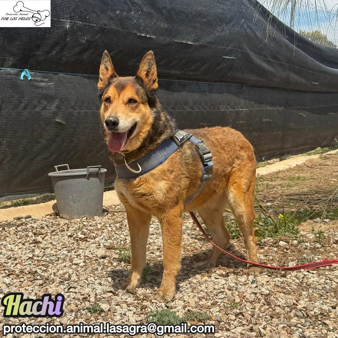 Hachi (8/10)