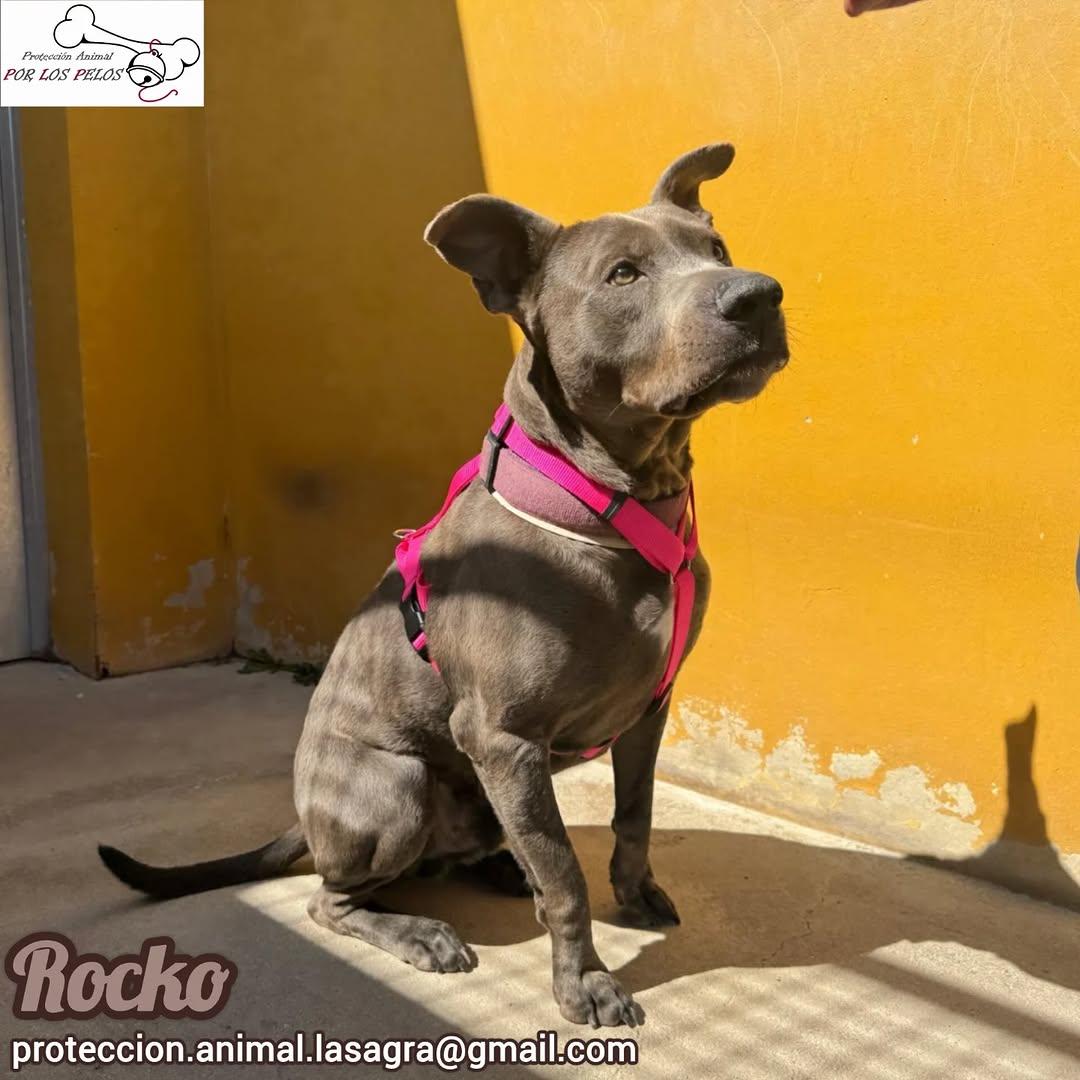 Rocko (2/5)