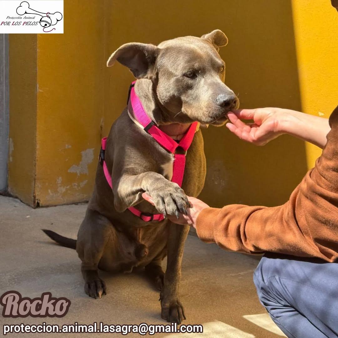 Rocko (3/5)