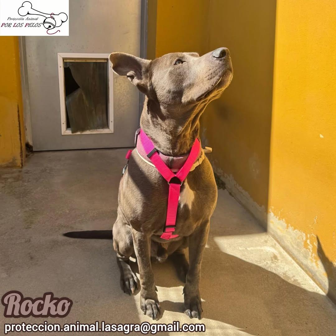 Rocko (4/5)