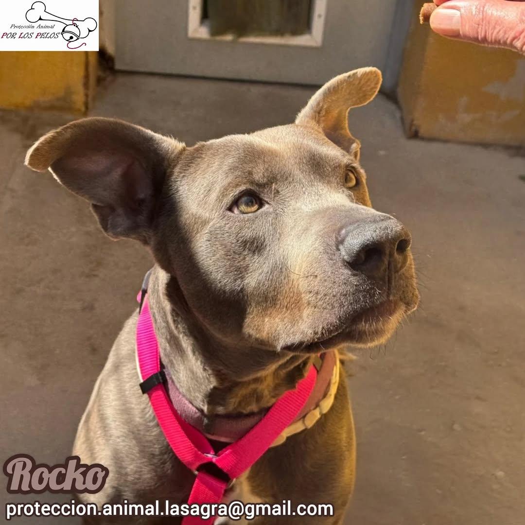 Rocko (5/5)
