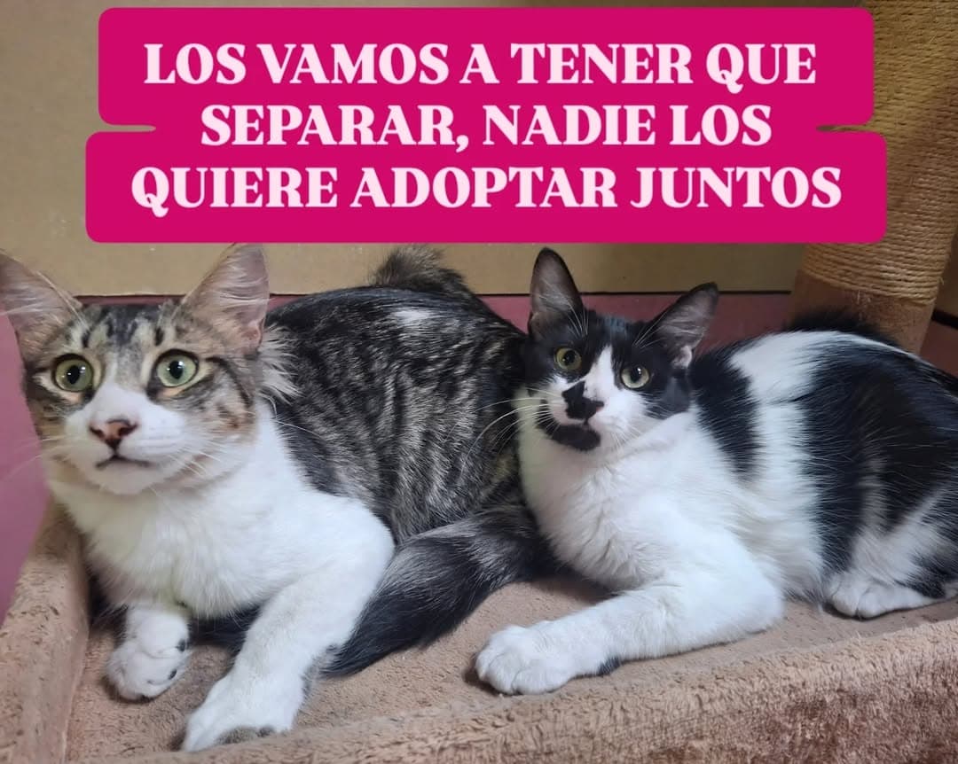 Miel, Milo