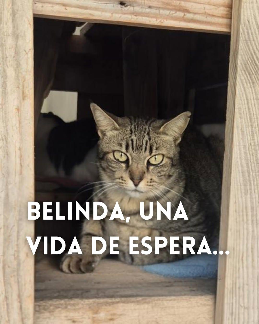 Belinda (1/4)