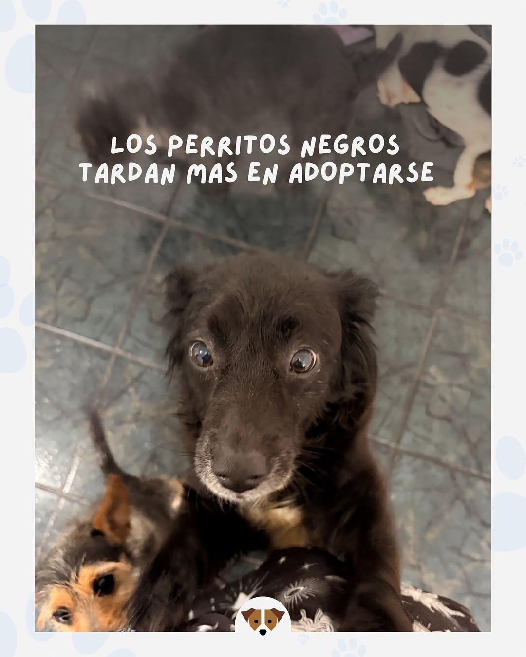 4 animalitos (1/4)