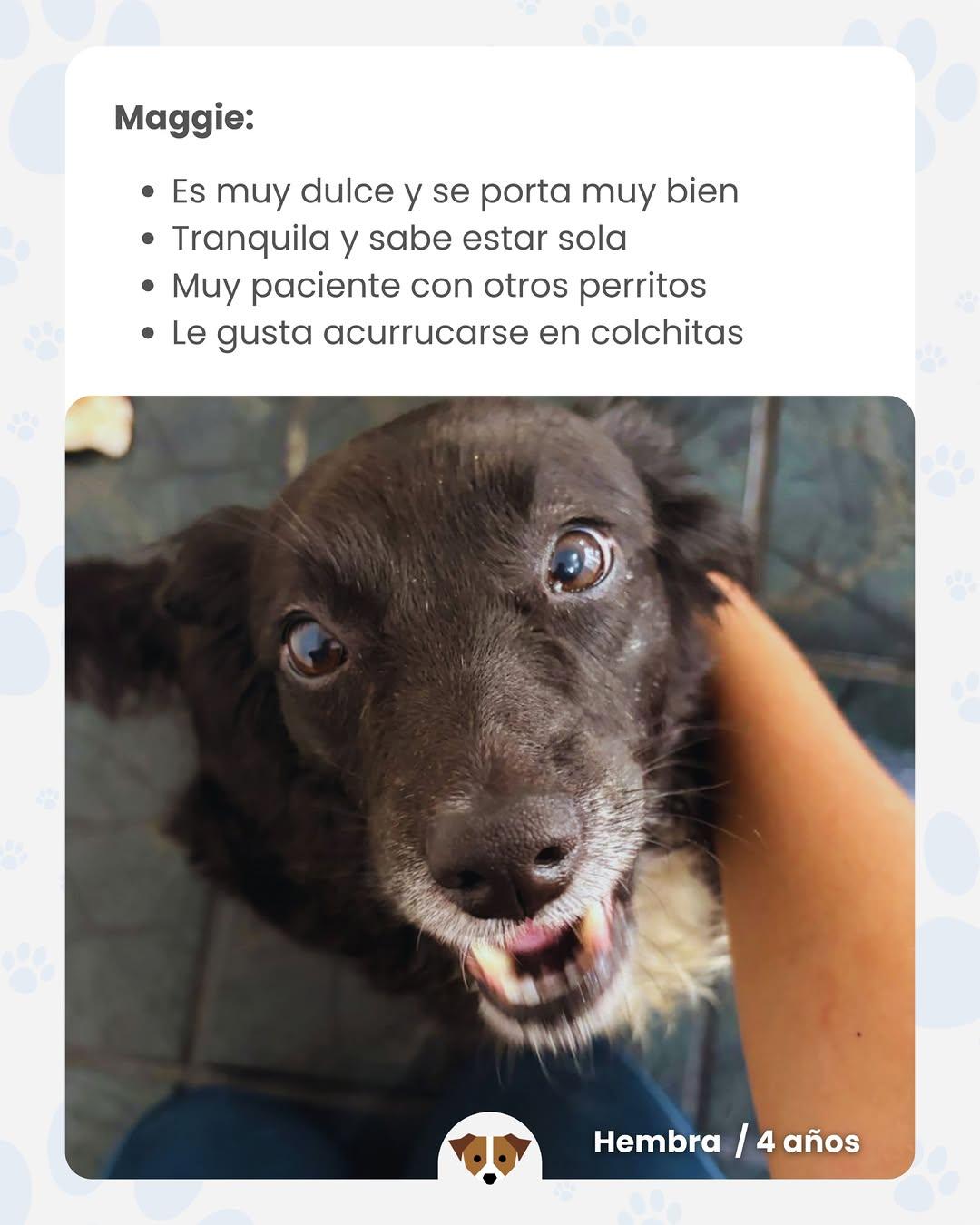 4 animalitos (2/4)