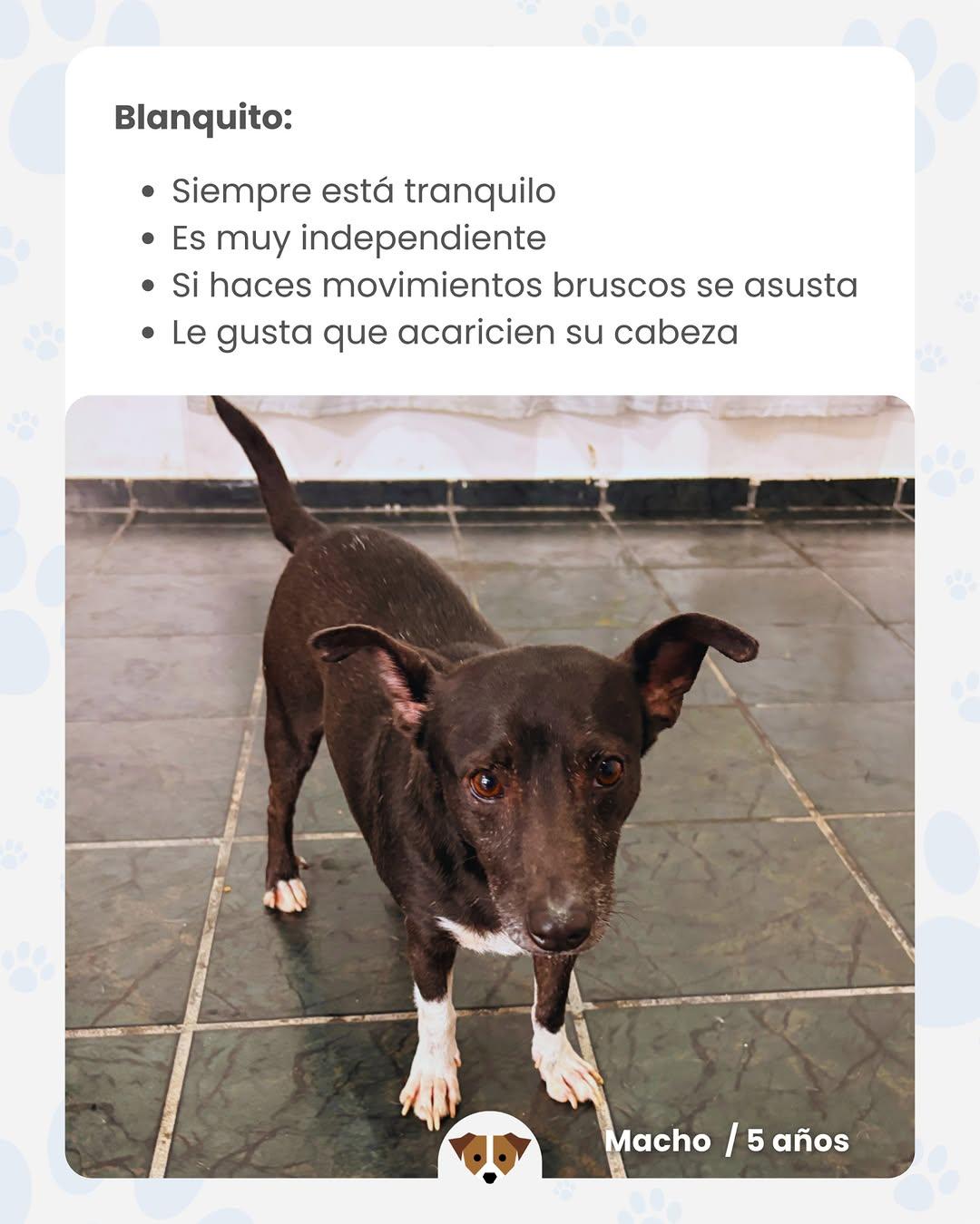 4 animalitos (3/4)
