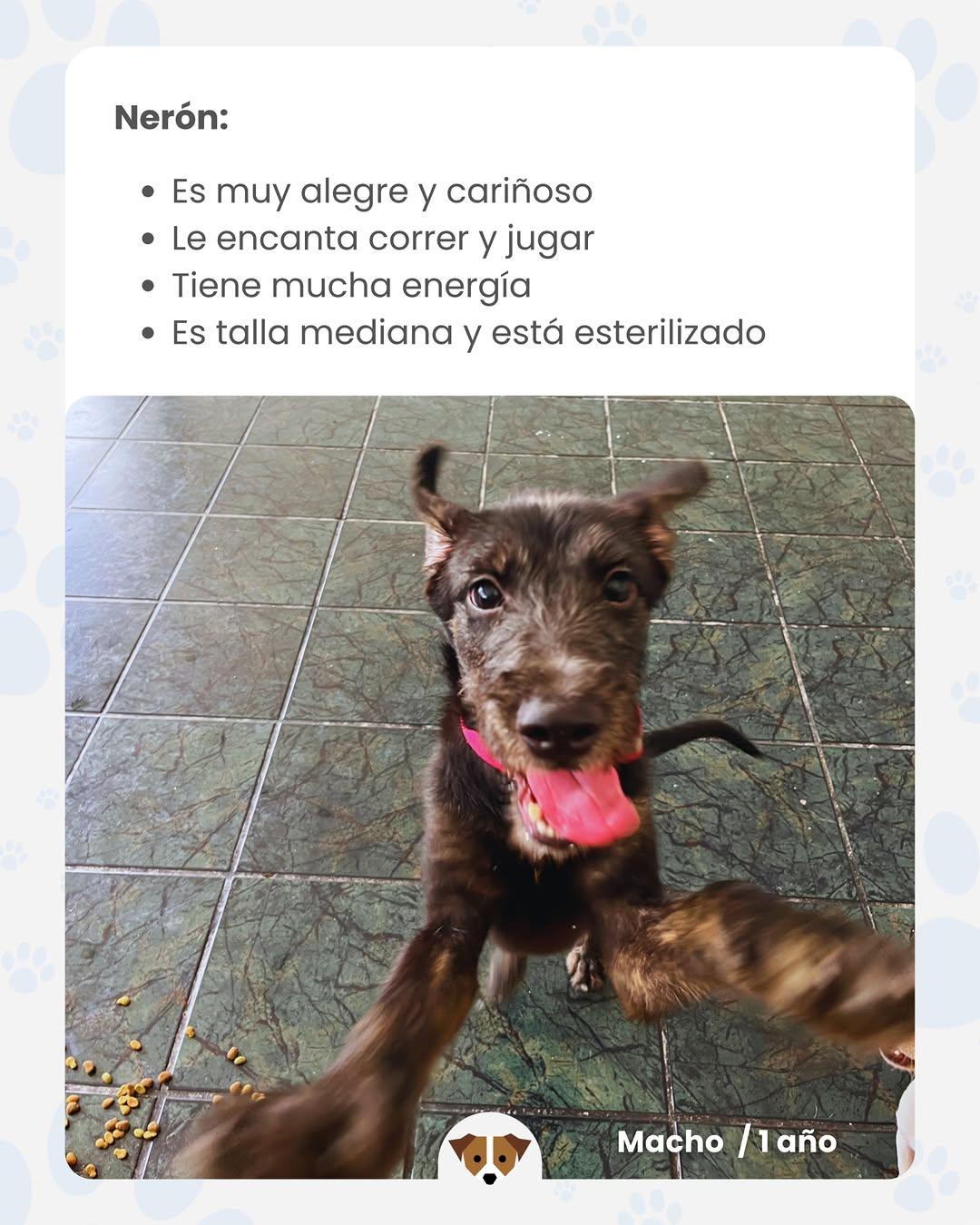 4 animalitos (4/4)