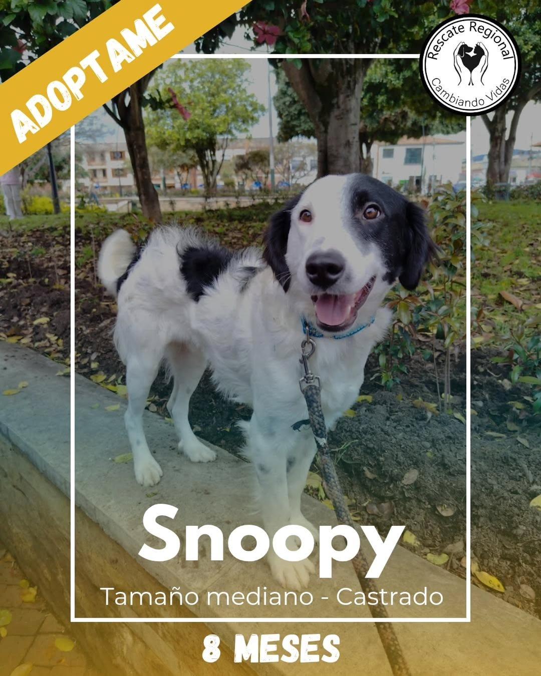 Snoopy (1/6)