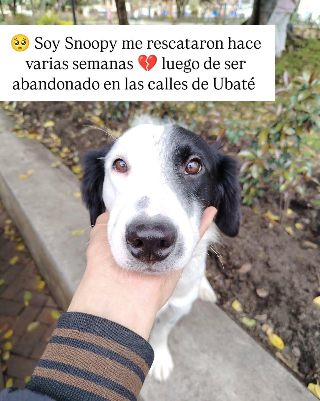 Snoopy (2/6)