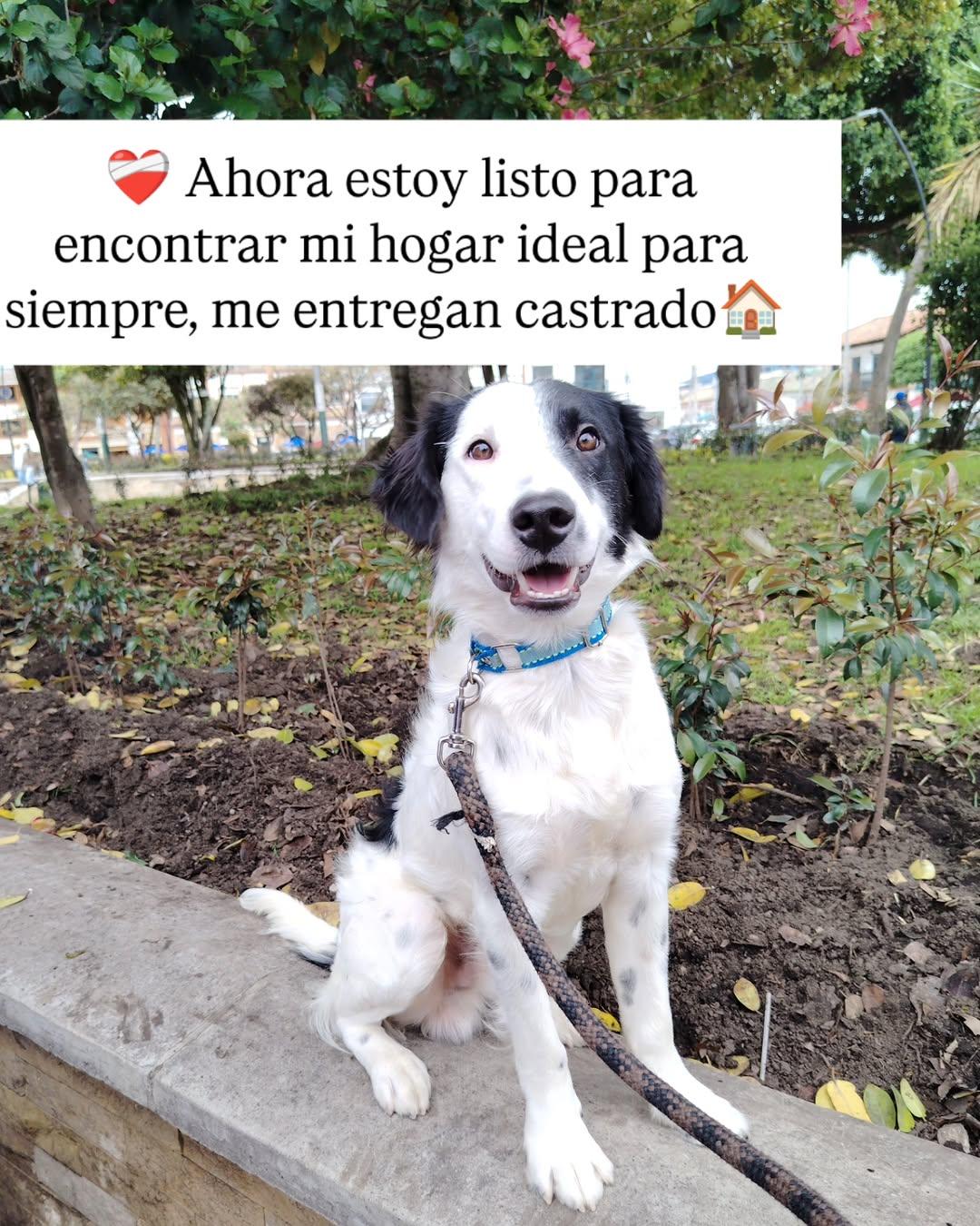Snoopy (4/6)