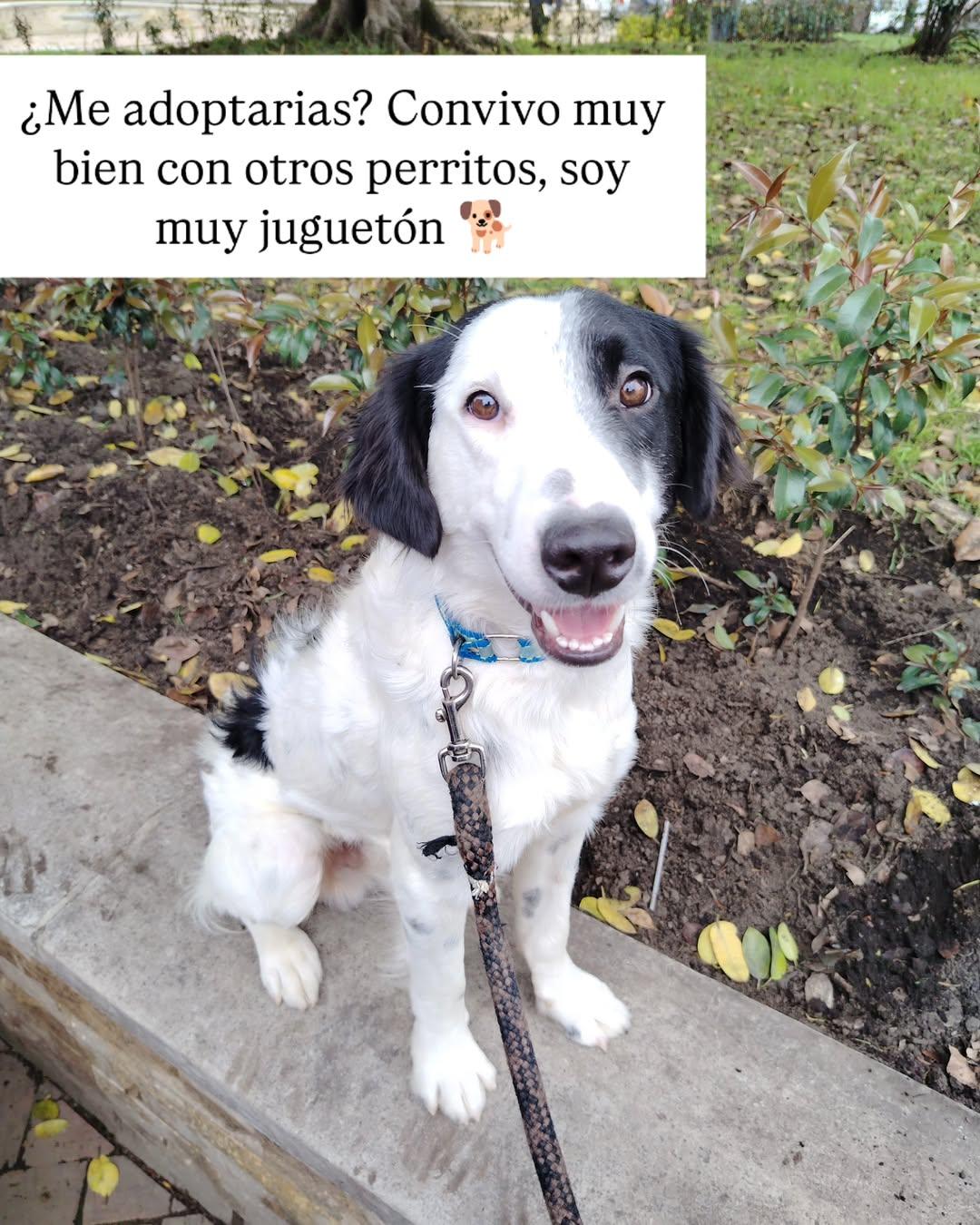 Snoopy (5/6)