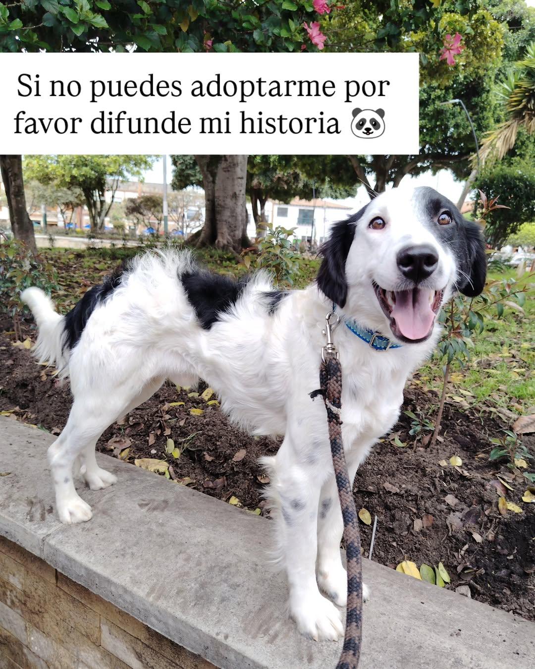 Snoopy (6/6)