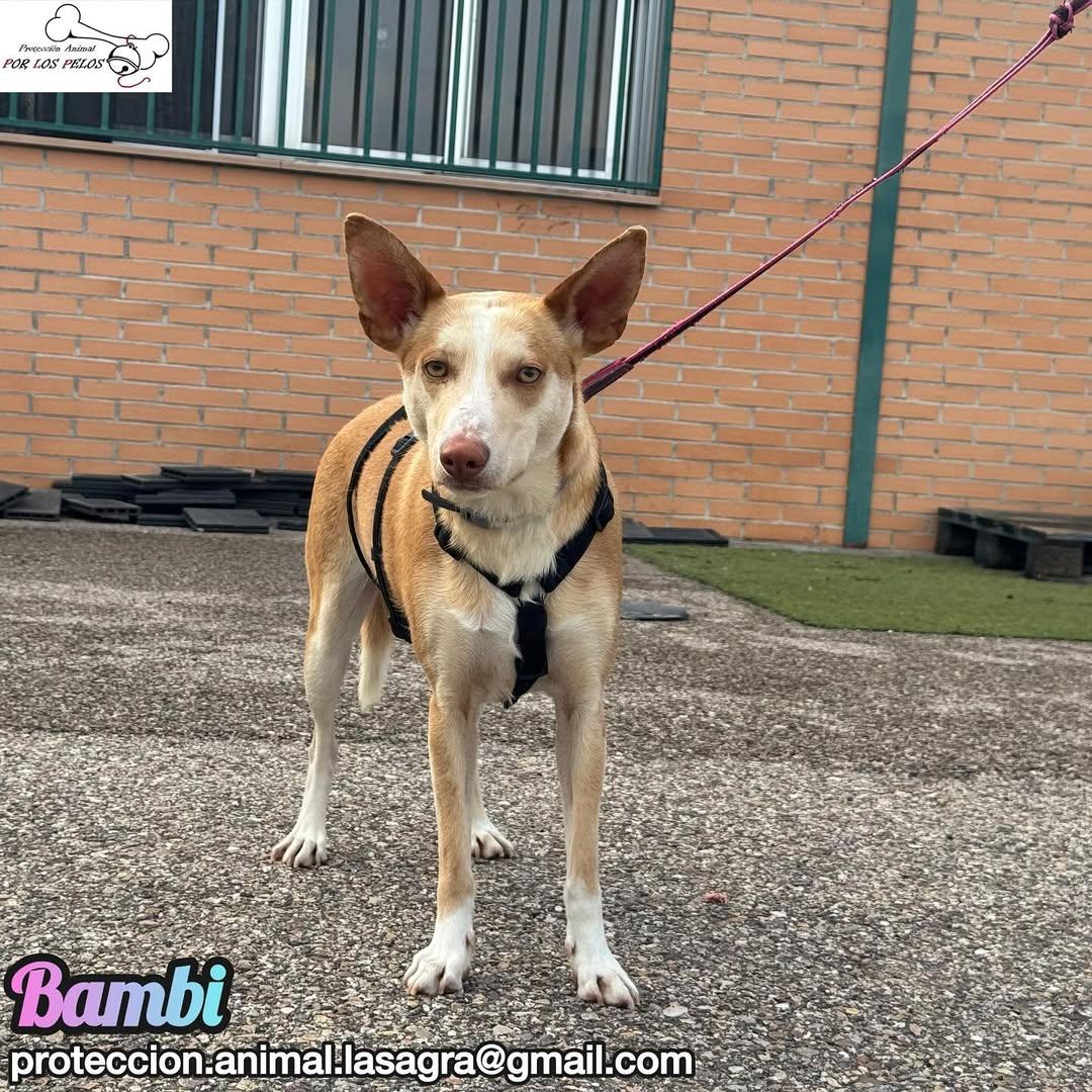 Bambi (2/9)