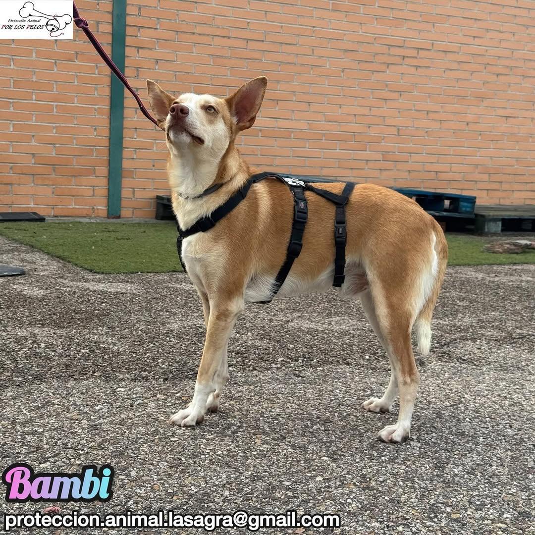 Bambi (3/9)