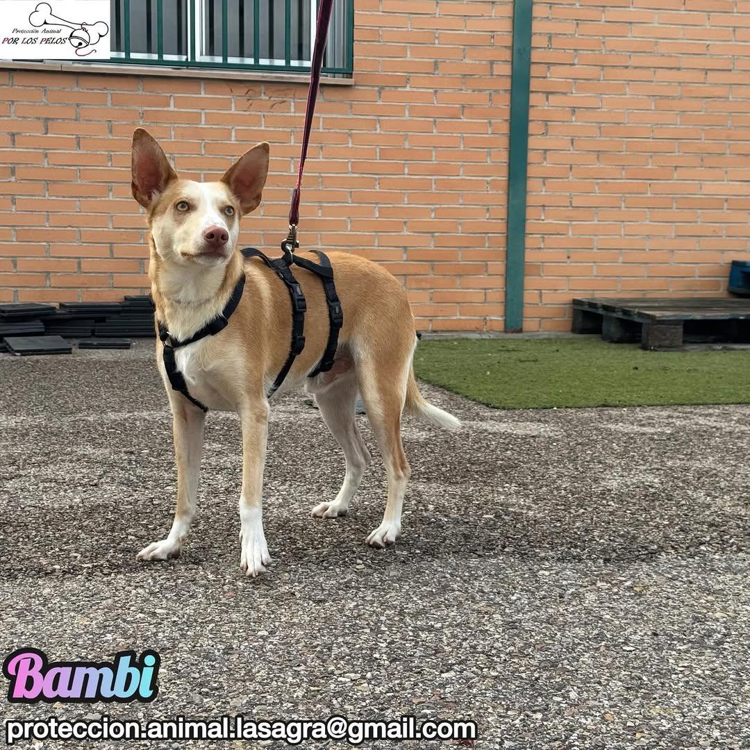 Bambi (4/9)