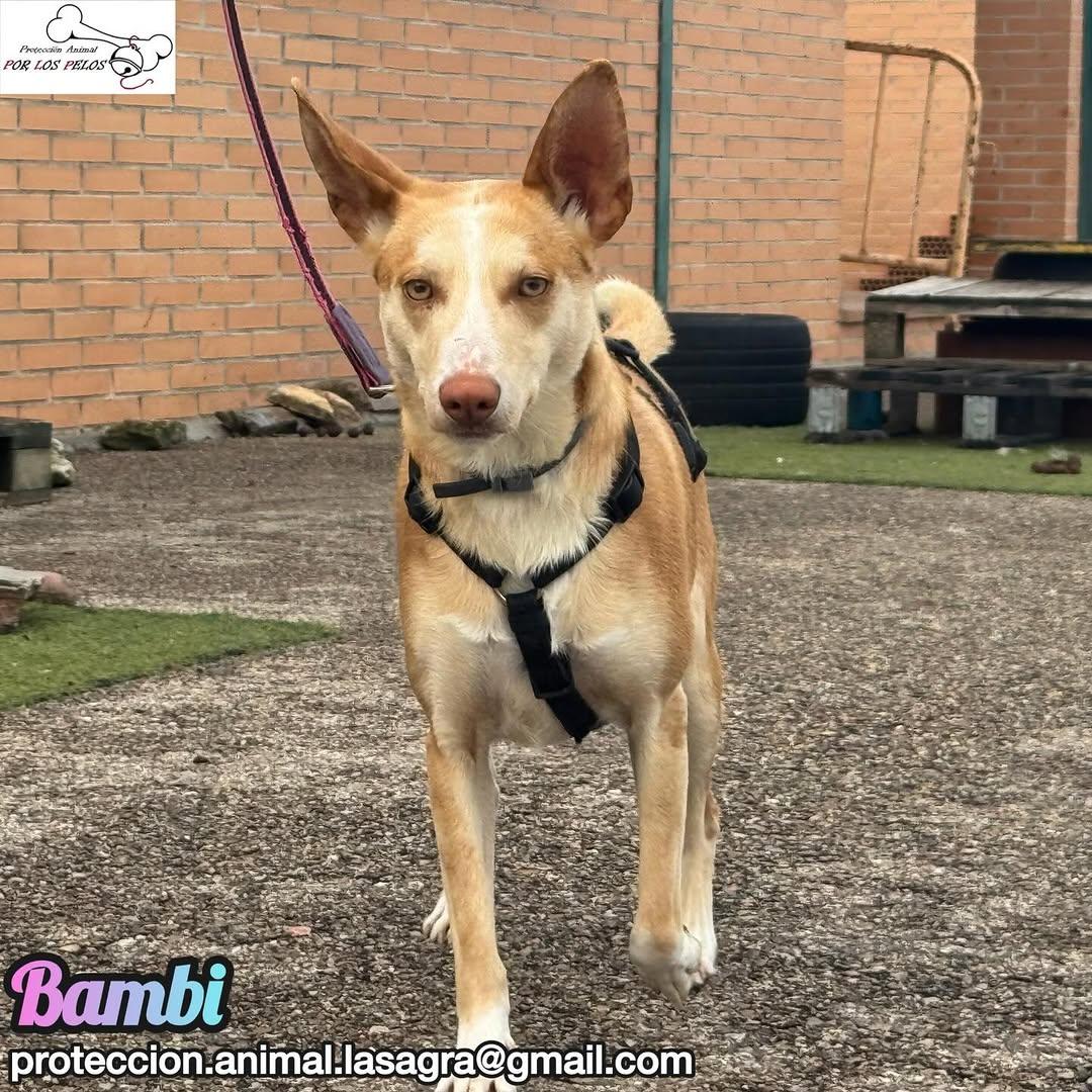 Bambi (5/9)