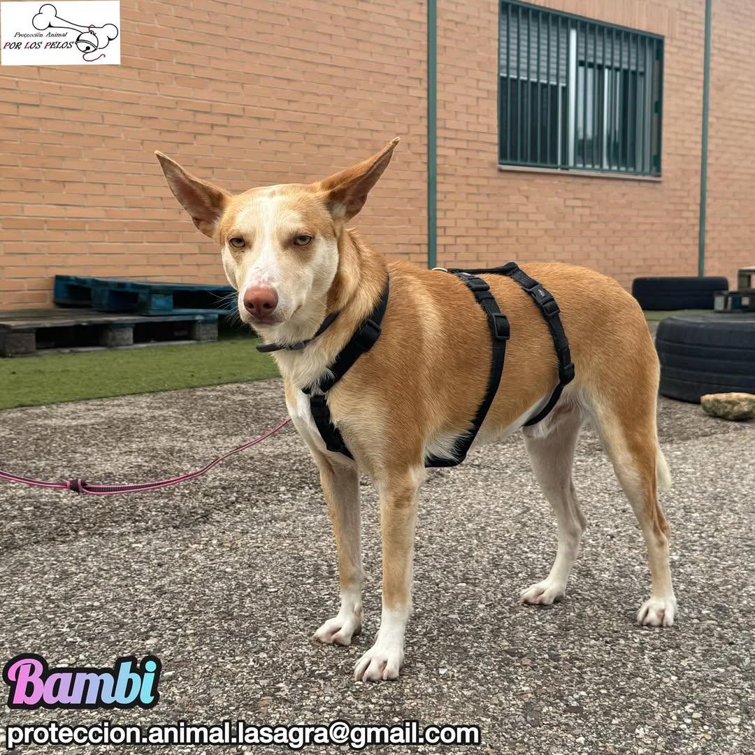 Bambi (6/9)