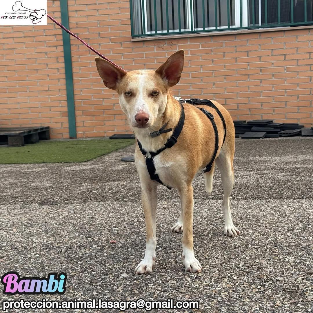 Bambi (7/9)