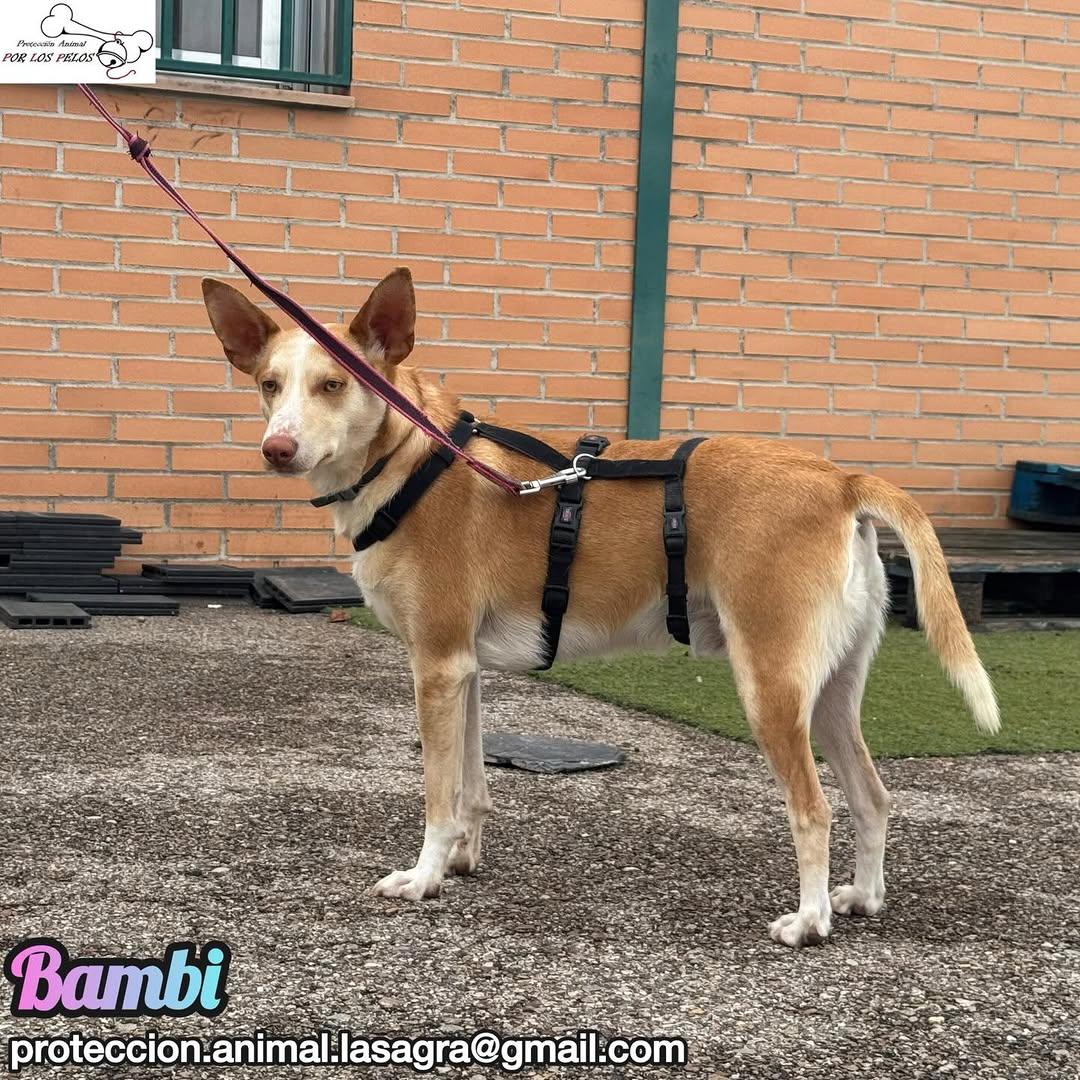 Bambi (8/9)