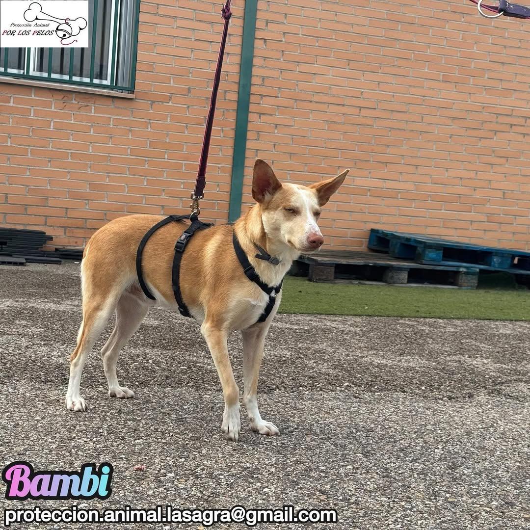 Bambi (9/9)