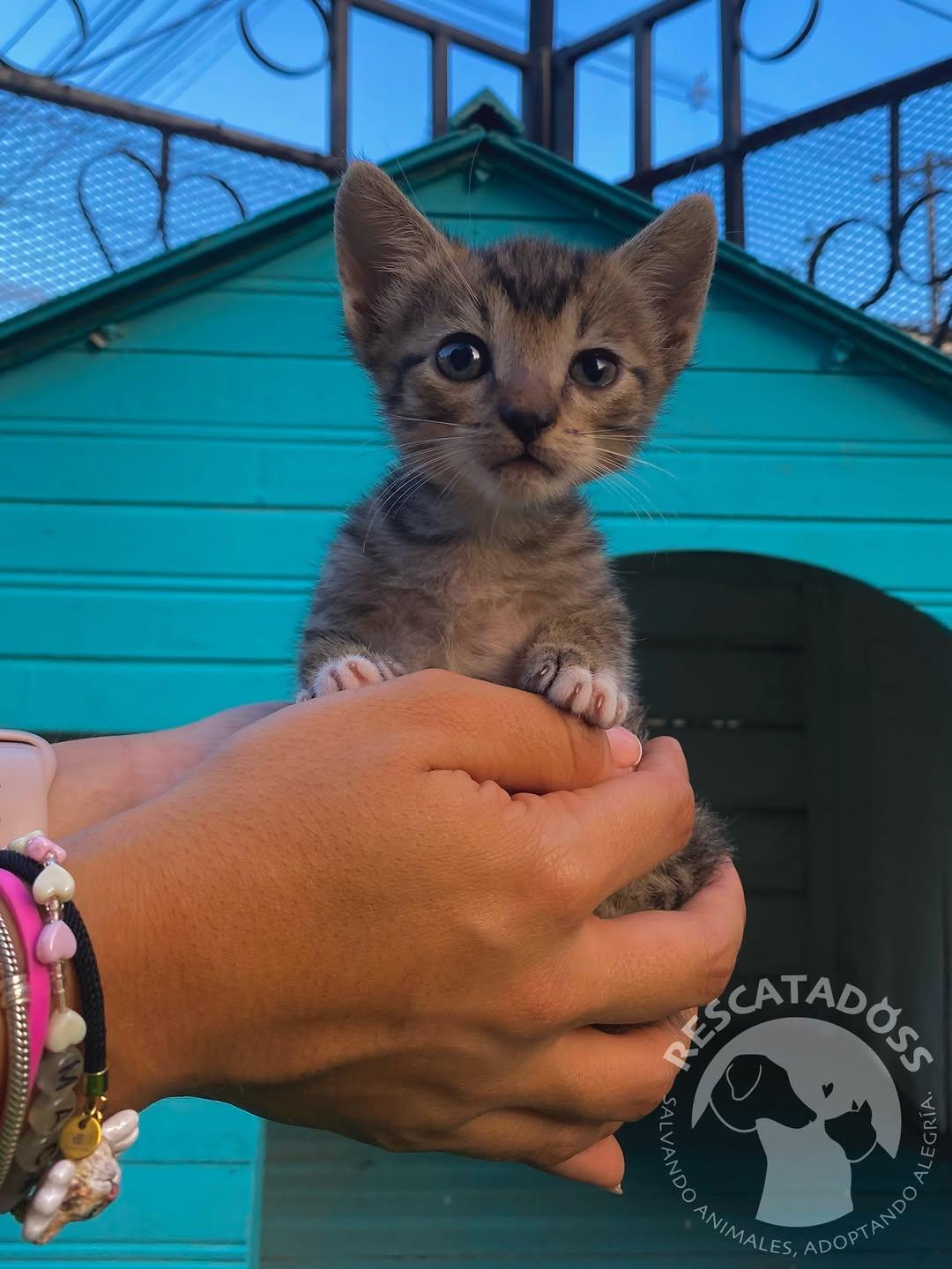 Paco (5/7)
