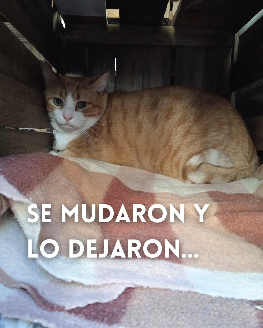 Tigre (1/6)