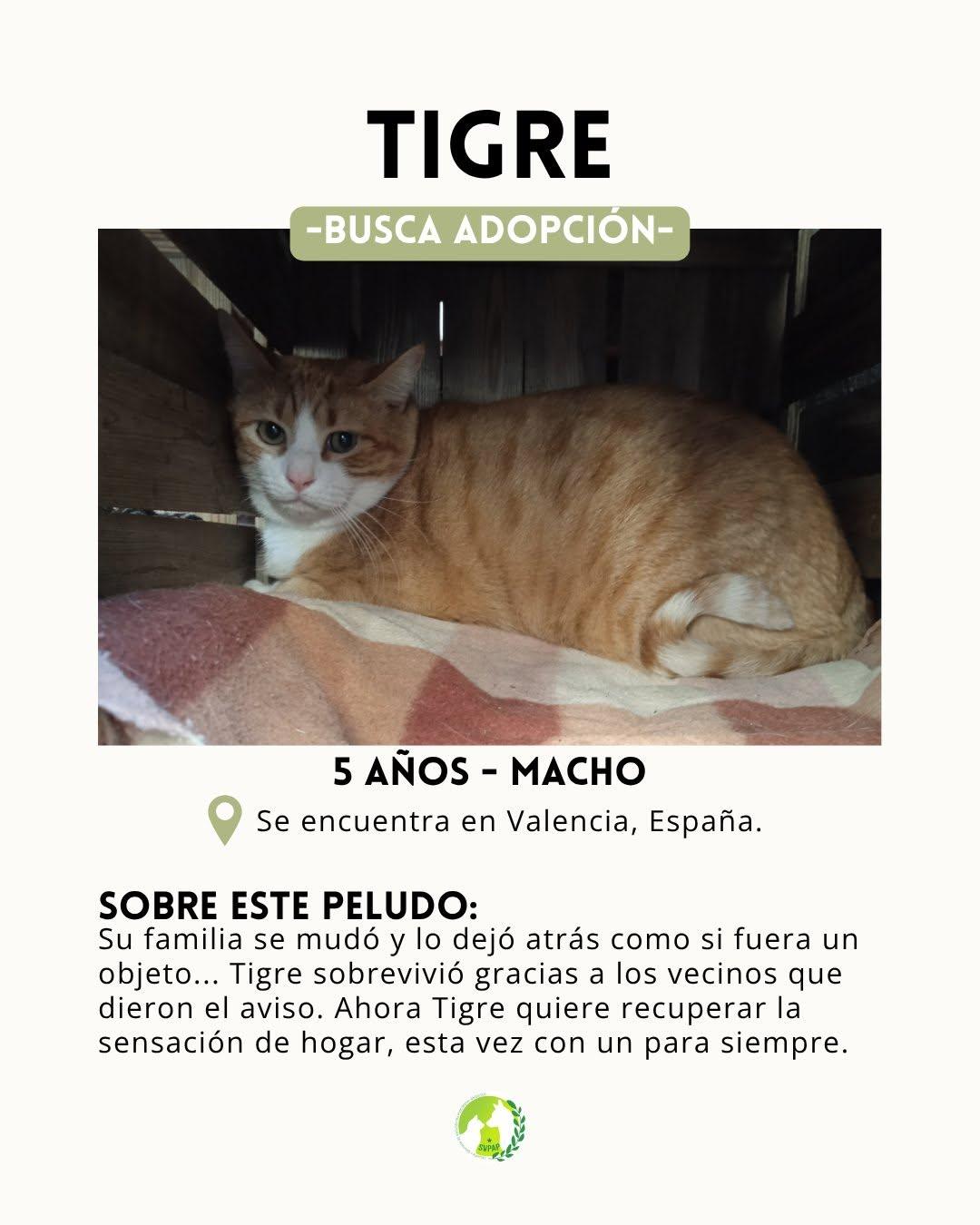 Tigre (2/6)