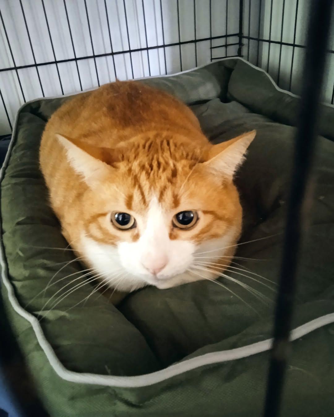 Tigre (5/6)