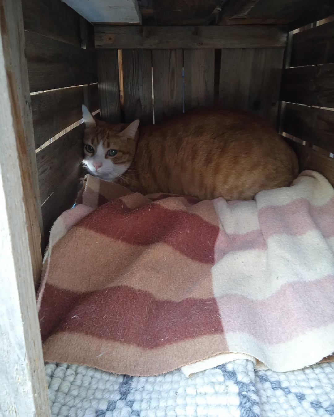 Tigre (6/6)