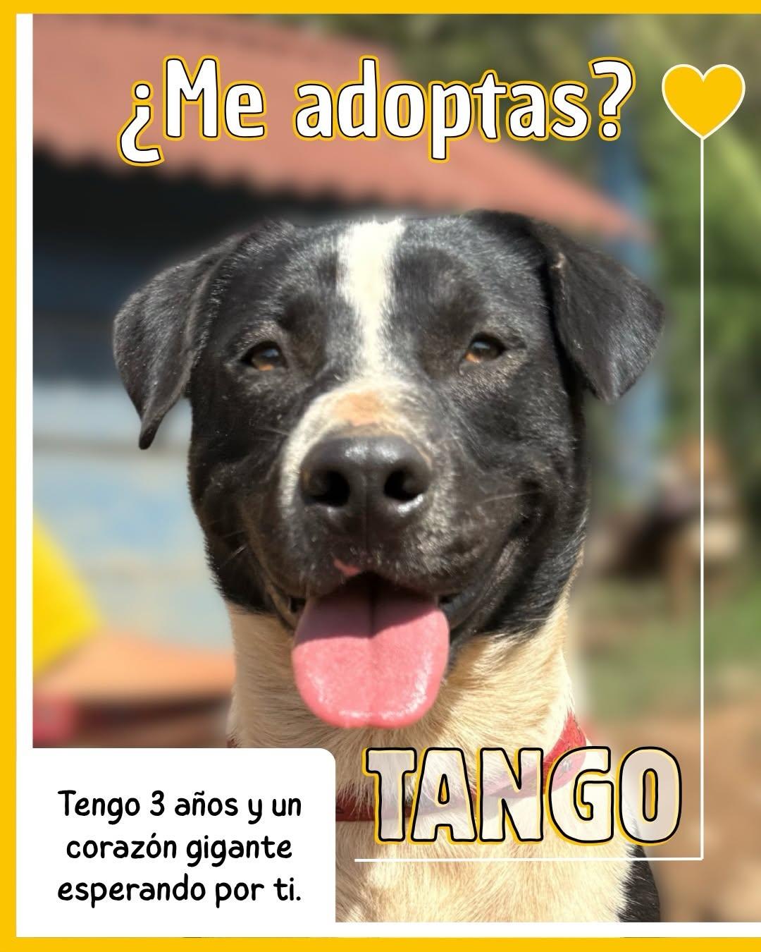 Tango (1/9)