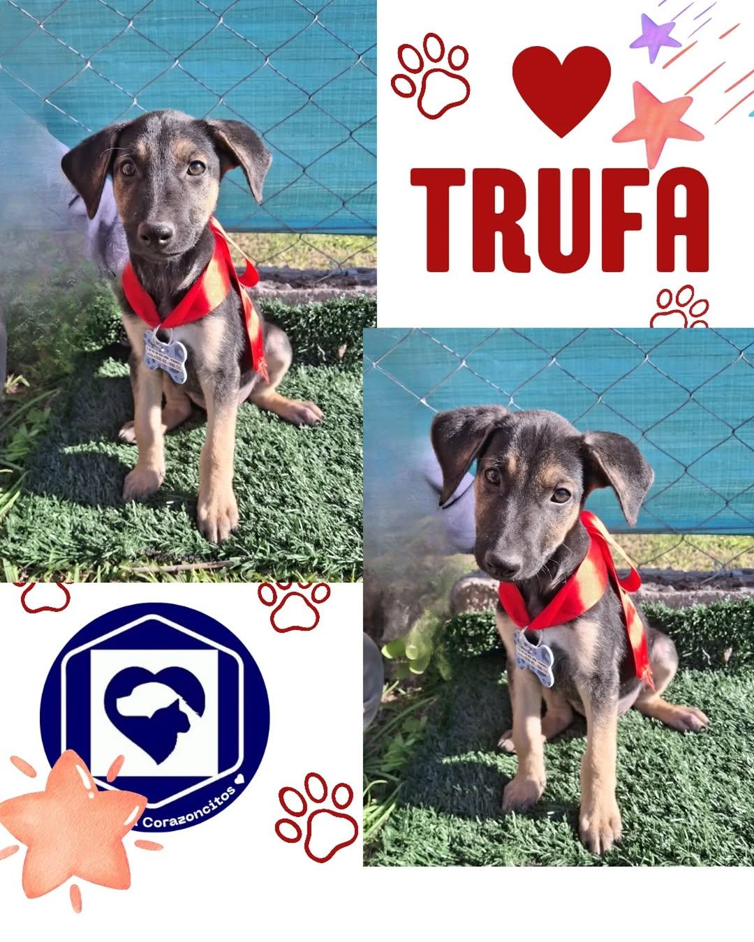 Moca, Trufa (2/2)