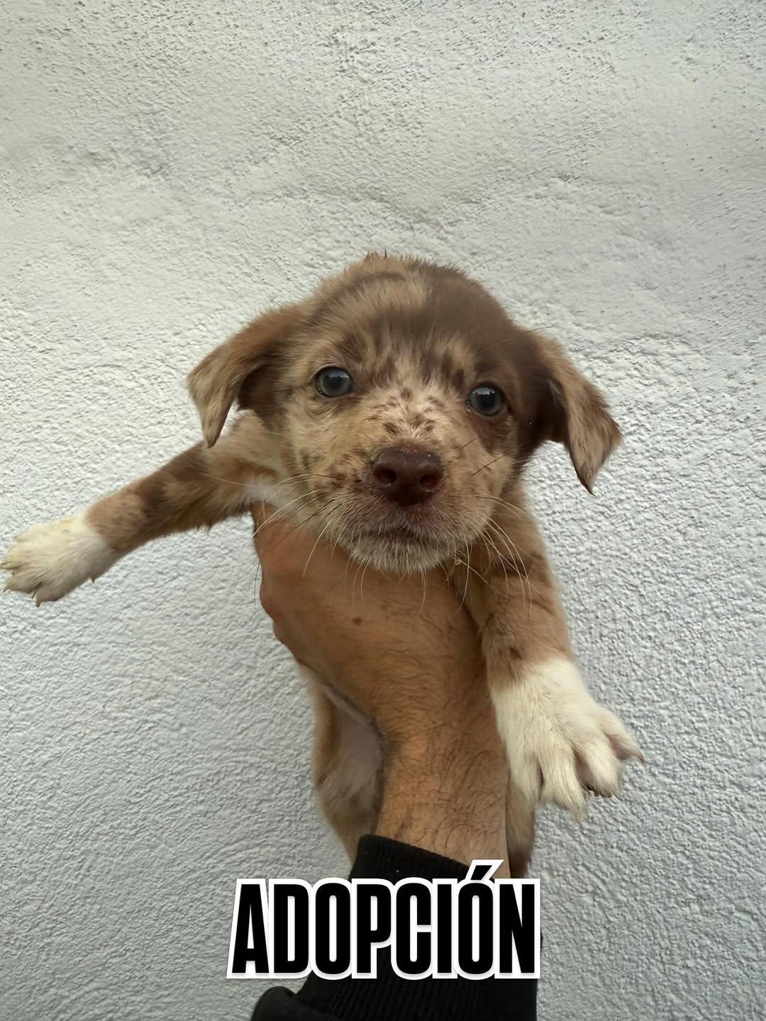 2 animalitos (3/7)