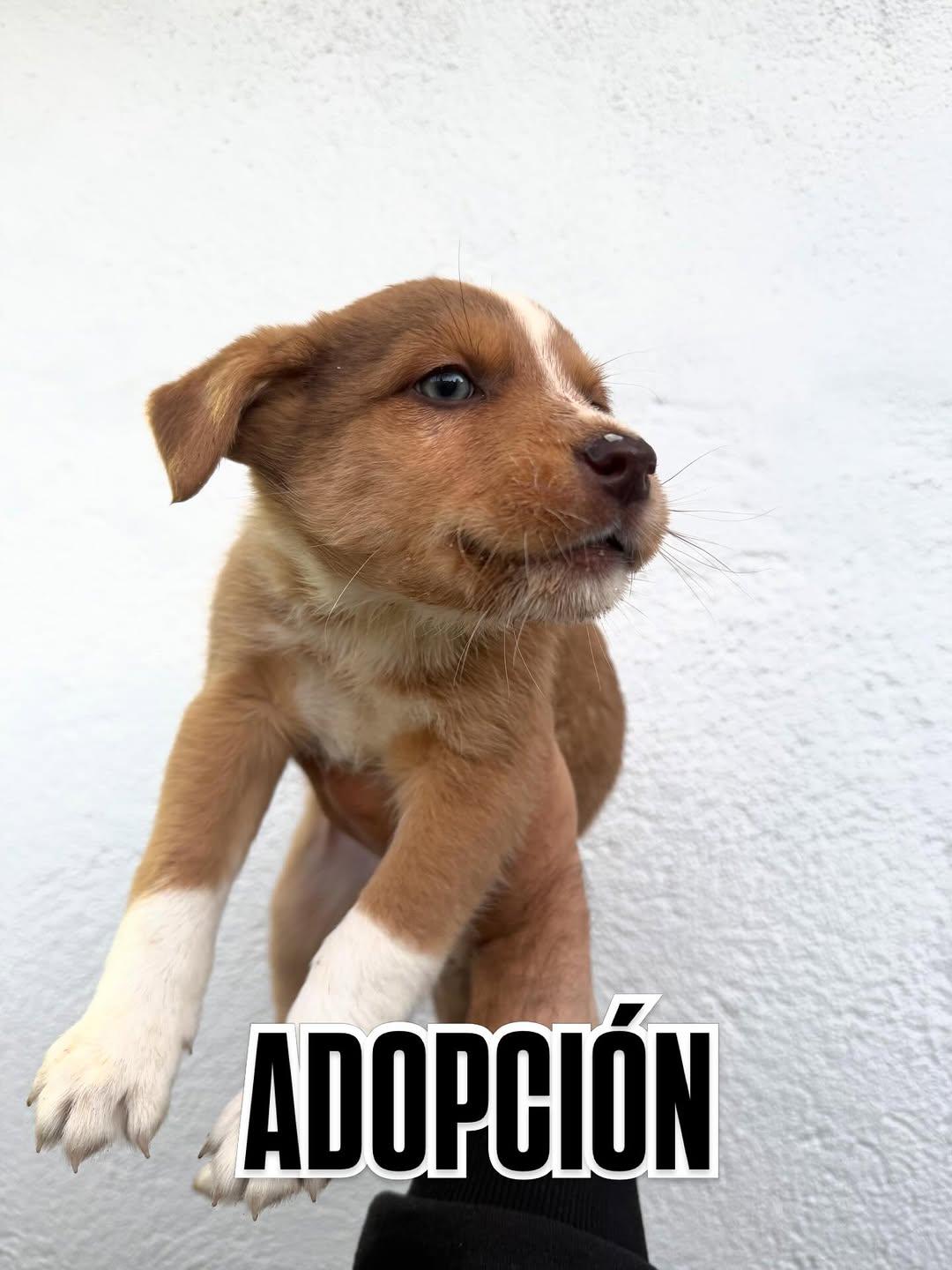 2 animalitos (4/7)