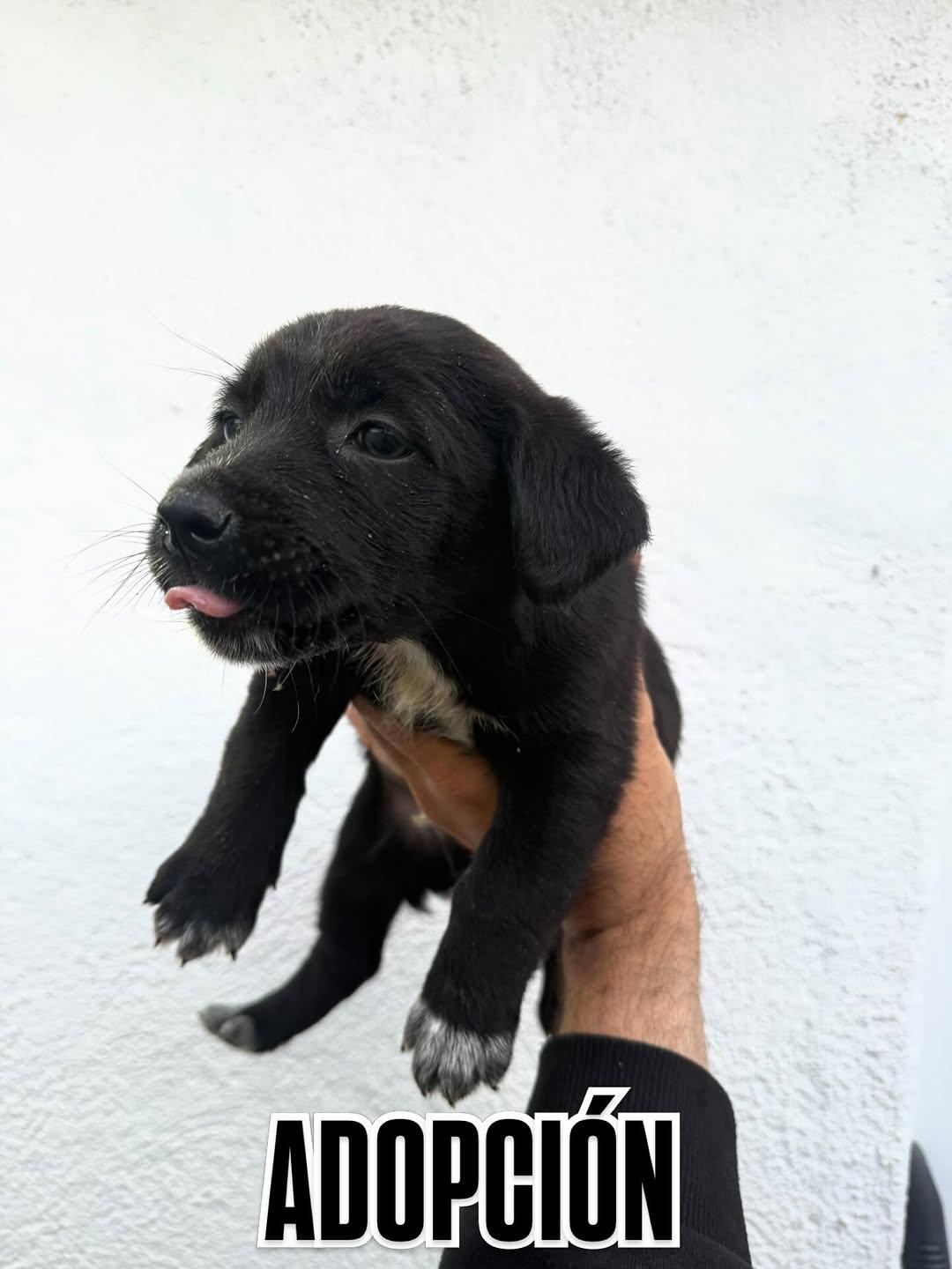 2 animalitos (5/7)