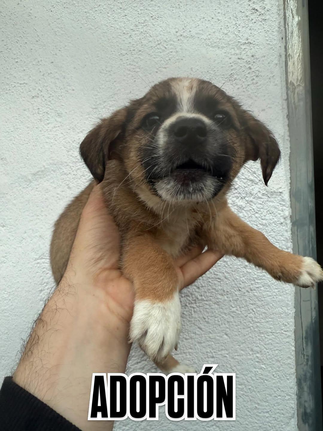 2 animalitos (6/7)