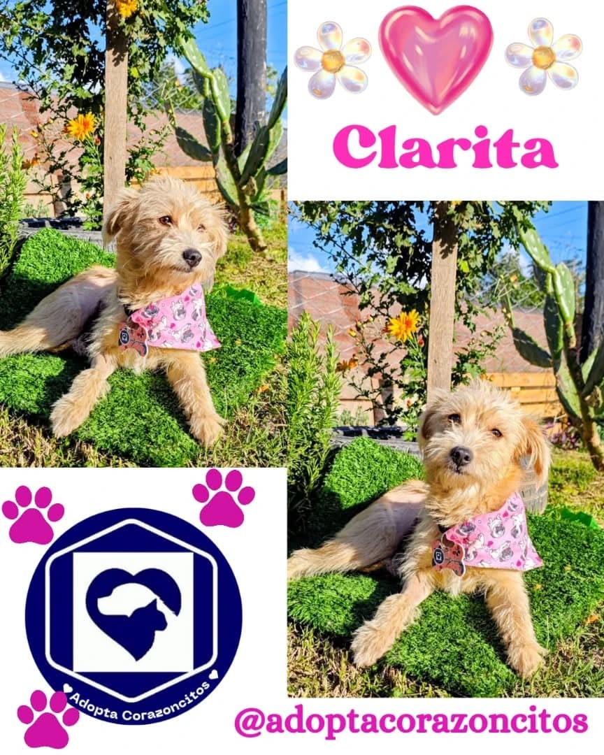 Clari