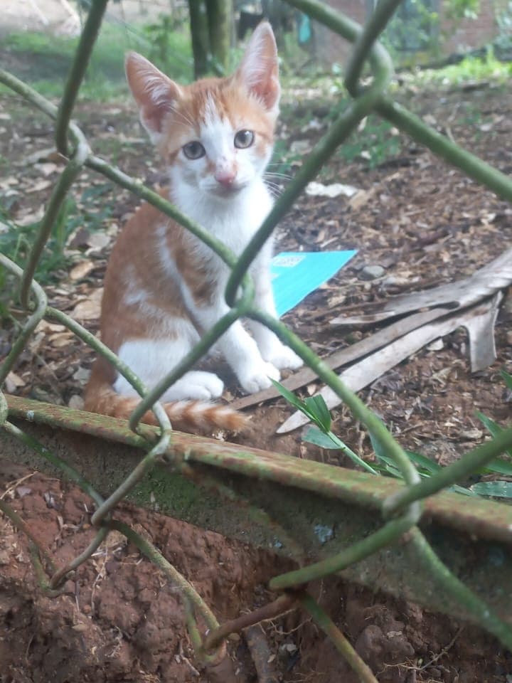 3 animalitos (11/13)