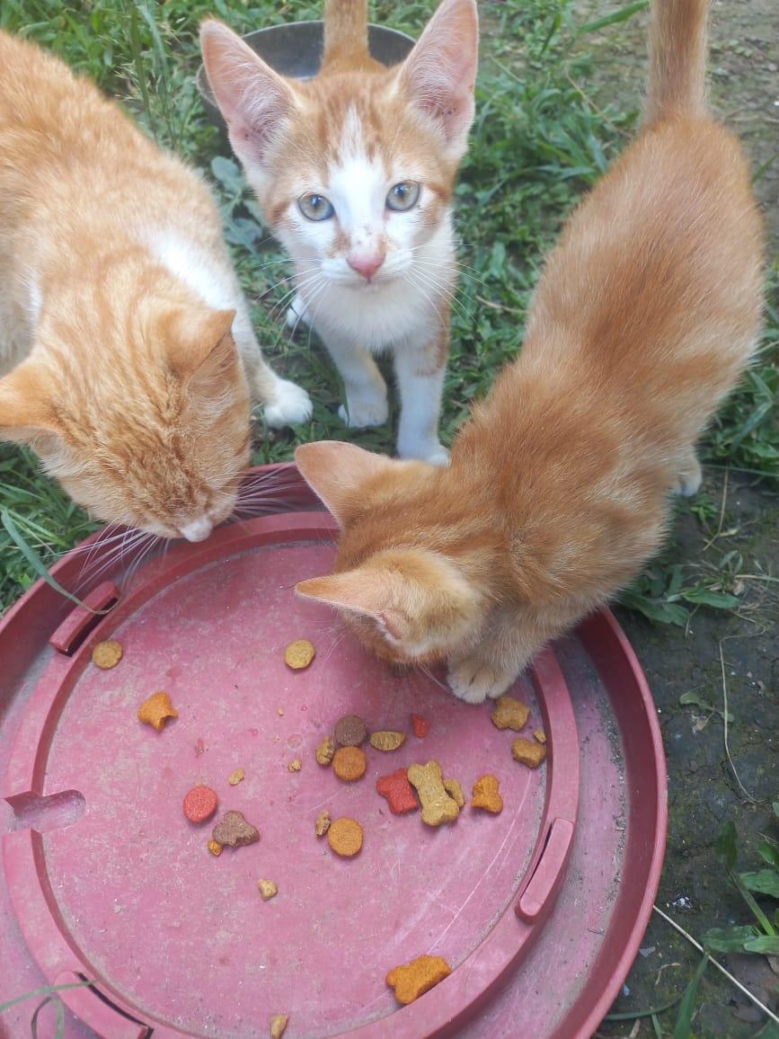 3 animalitos (12/13)