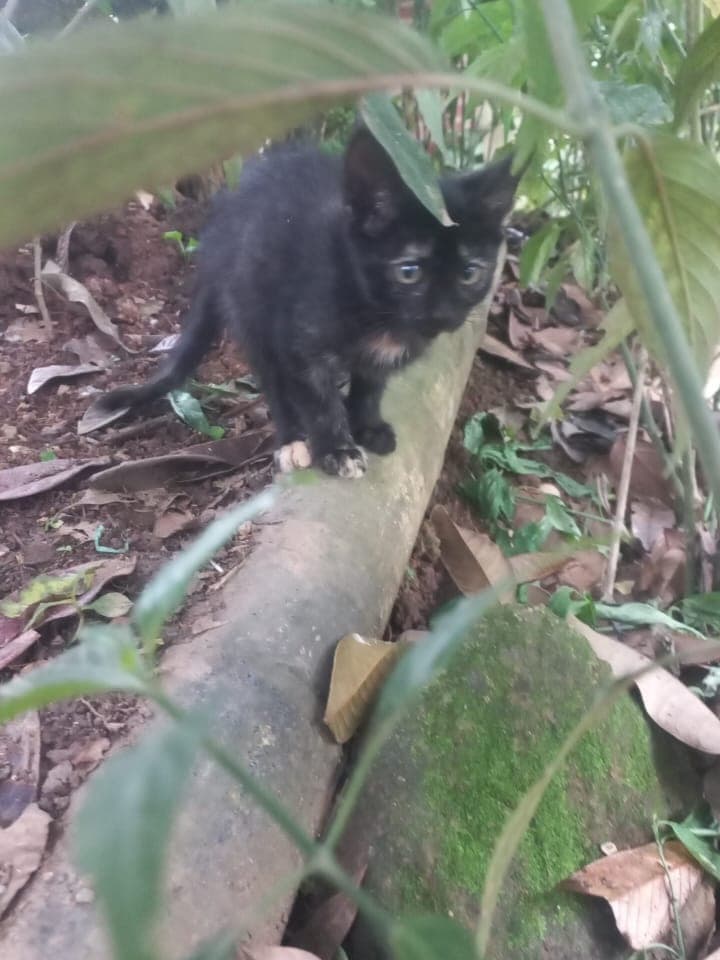 3 animalitos (13/13)