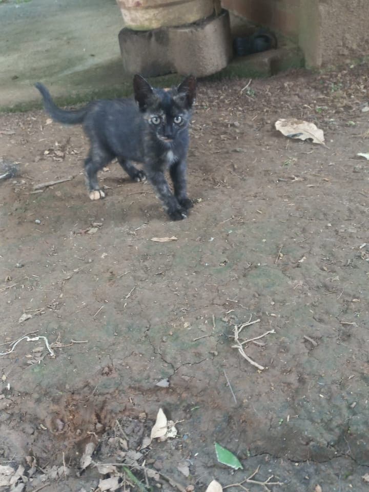 3 animalitos (10/13)