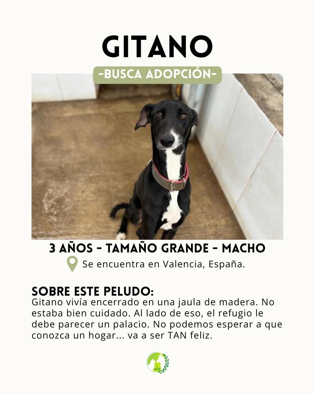 Gitano (2/7)