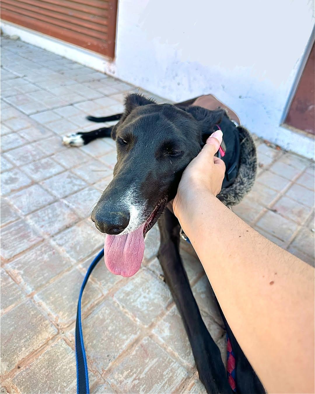 Gitano (6/7)