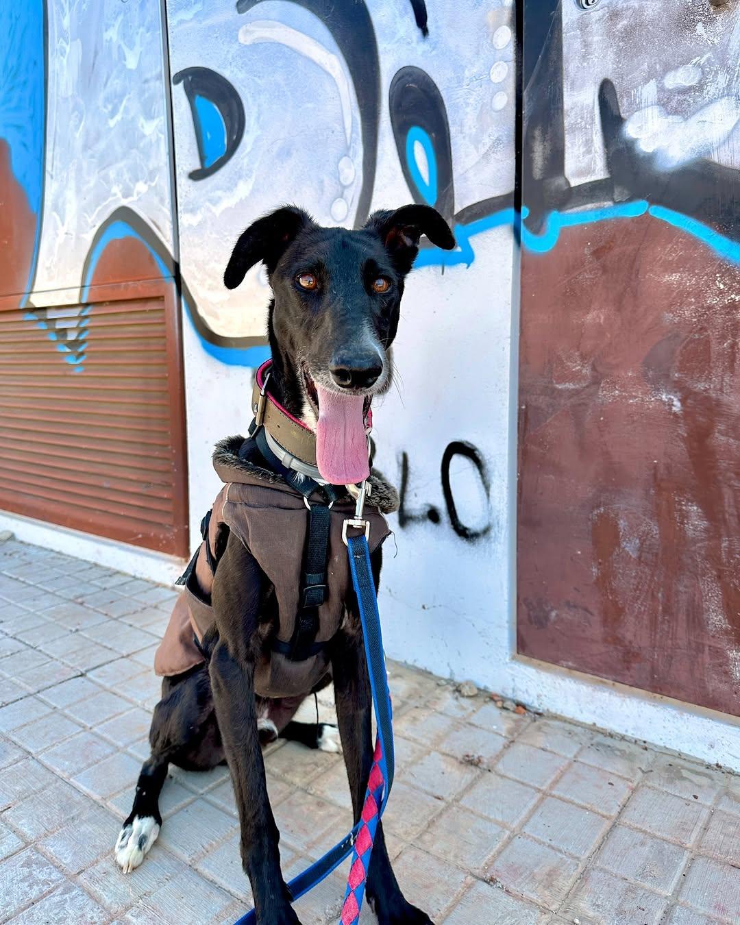 Gitano (7/7)
