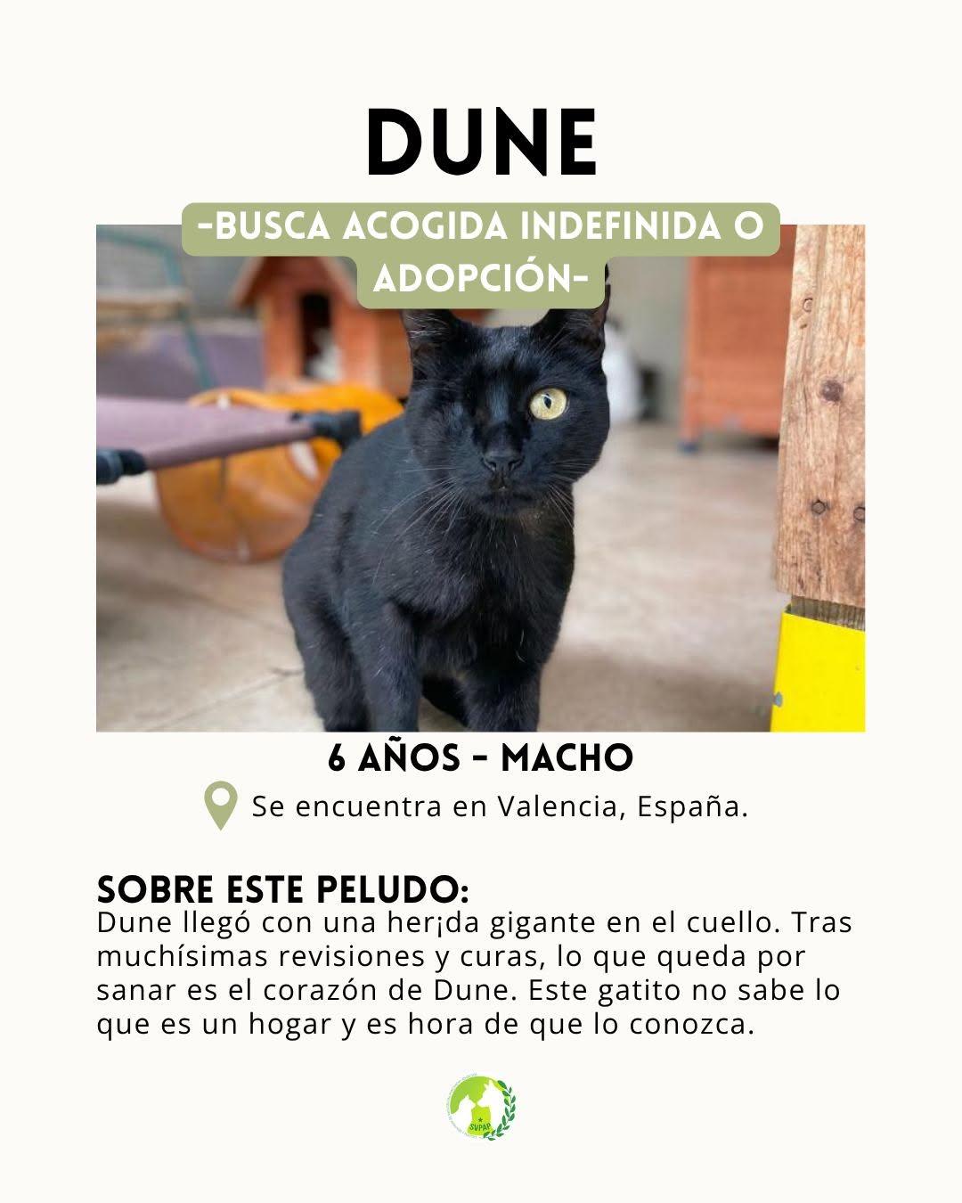 Dune (2/6)