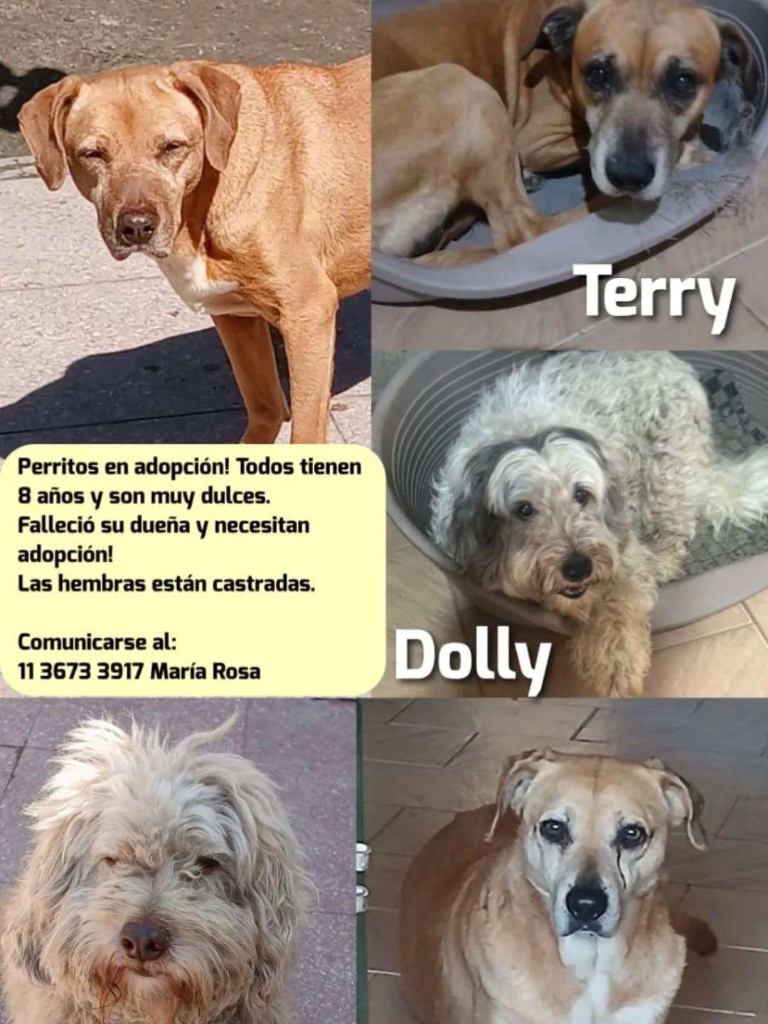Terry, Dolly